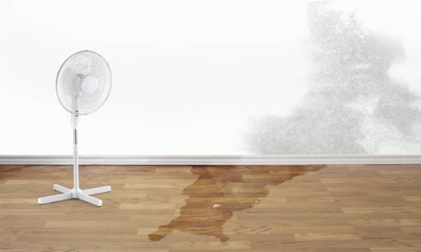 Best Ceiling water damage repair  in Viroqua, WI